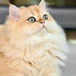 一个人就能干，比开药店还暴利，一单600-3000元，利润高达80%，有人靠它年入50万-冒泡网